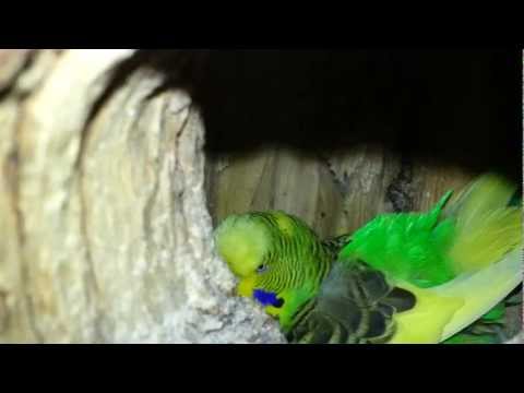 Henne sitzt auf den Eiern wie festgeklebt