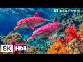 Unseen Blue Ocean Creatures in 8K HDR | Dolby Vision™