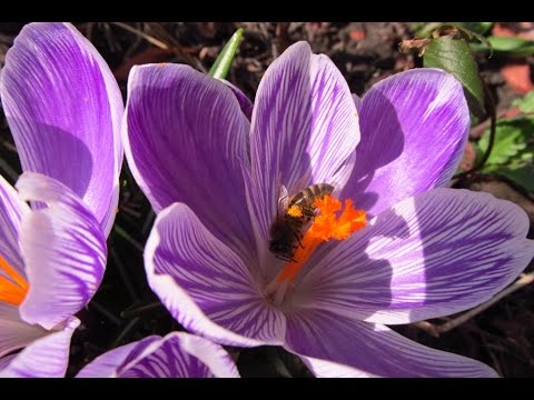 Pszczoły na krokusach 16.03.2015.