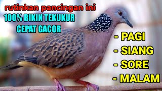 Download lagu Terapi tekukur... rutin kan pancingan ini pagi siang sore malam agar tekukur cepat gacor mp3 Download lagu Terapi tekukur... rutin kan pancingan ini pagi siang sore malam agar tekukur cepat gacor mp3