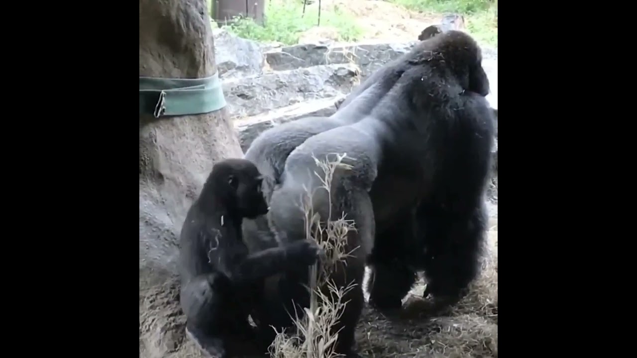 Silver Back Gorilla's deadly Fart #shorts #youtubeshorts #shortfeed #comedy #funny