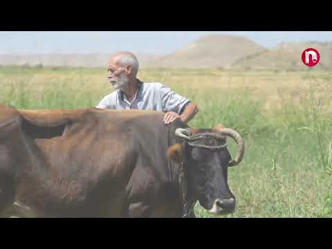 Bura vətəndir: Babək rayon Uzunoba kəndi - 31.08.2024