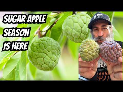 Sugar Apple and Atemoya Season in South Florida  andSeptember Fruit Tour