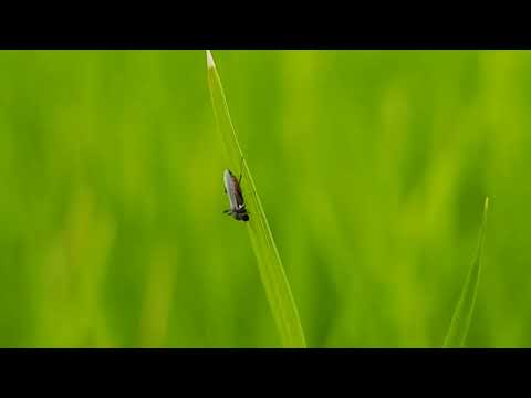 mobile videography 🌱 😍 #mobilevideography ,#nature ,#naturesounds #green