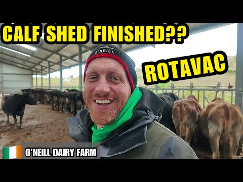 Calf Shed Finished?? Rotavac Vaccination + Hoof Trimming | O’Neill Dairy Farm