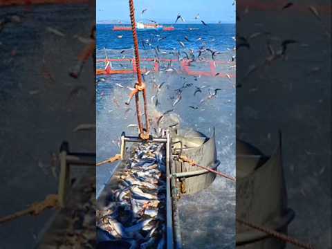 Ферма для морского хищника