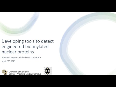 <p>Developing tools to detect engineered biotinylated nuclear proteins </p>