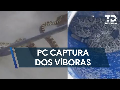 Capturan dos víboras de gran tamaño en Escobedo