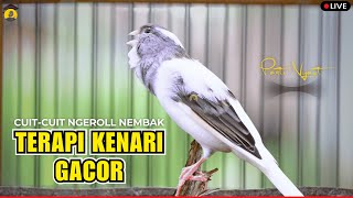 Download lagu 💯% RESPON‼️SUARA PANCINGAN KENARI PAUD CEPAT BELAJAR BUNYI NGERIWIK  - MASTERAN KENARI JUARA mp3