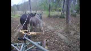 preview picture of video 'Semis avec une paire d'ânes'