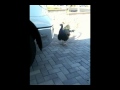 Chico The Peacock