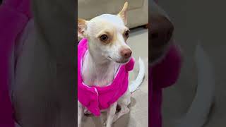 #lomascarodelacasa #elmundodeperlita #chihuahua #chihuahuafanclub #chihuahuapuppy #pets #perla #cat