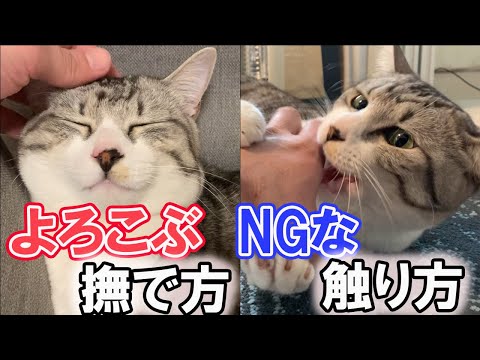 なぜうちの猫は撫でるのが嫌いなのでしょうか?