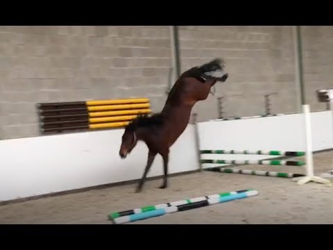 Extra videos: Krystal VDB (Cicero Z Van Paemel x Nassau)