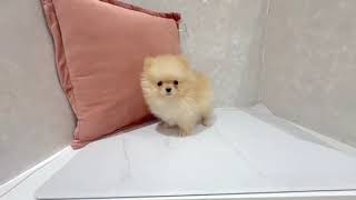 ポメラニアンの動画01
