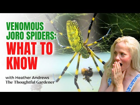 The Joro Spider Invasion: What They’re Not Telling You