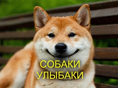 Собаки улыбаки 20 фото  Жизнь любит тех, кто ей улыбается!