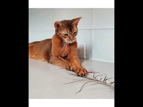 Crystal the Pet Nanny. LLC video.