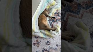 よく聞くとちっちゃい声で鳴いてます #shorts