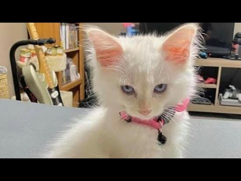 Persian Cat's Beauty by Rabii Awan