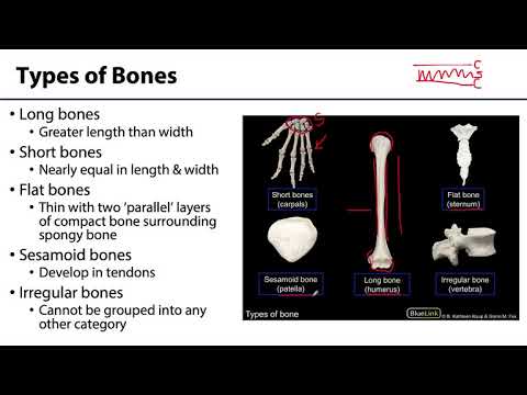 MSK Skeletal System Basics - Types of Bone