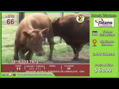 22-11-19 - Venta de Gordo - Remate Televisado de Talano Hnos. - Río Cuarto