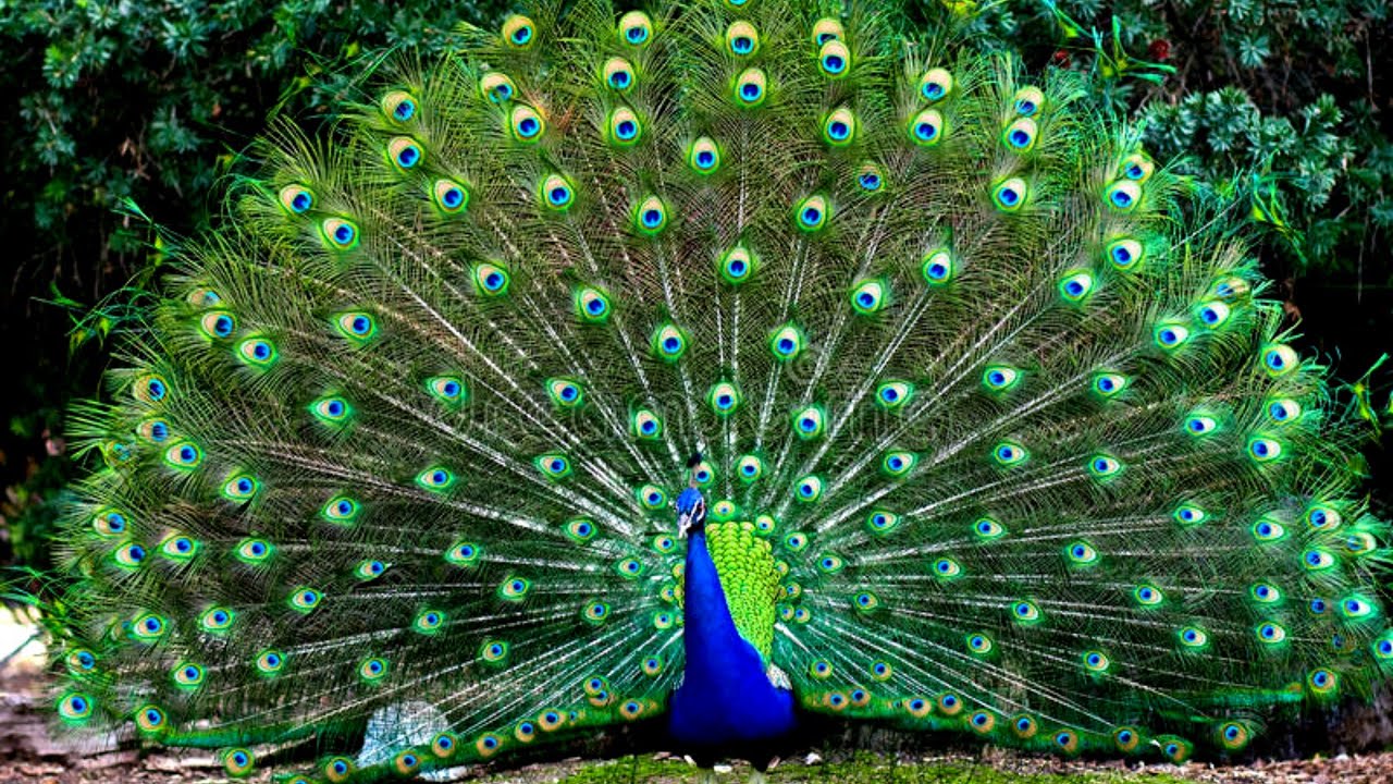 Price Of A Peacock Bird: Guide On How Much Does A Peacock Cost