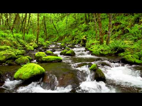 4k UHD Creek flowing in lush forest, White Noise, Gentle Stream, Nature Sounds, Sleep, Study, Relax.