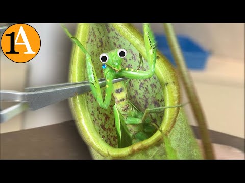 Das passiert, wenn eine Gottesanbeterin in eine fleischfressende Pflanze gesteckt wird