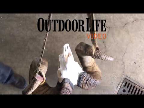 Weighing the New World Record Bighorn Sheep