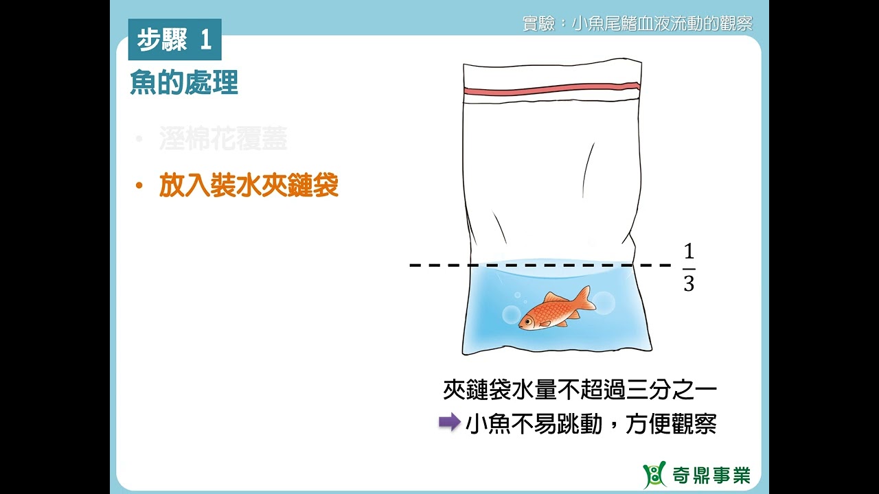 單元3：小魚尾鰭血液流動的觀察