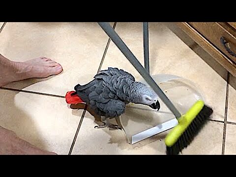 סרטון מצחיק של תוכי שעוזר לטאטא את הבית