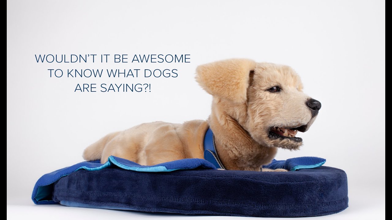 TOMBOT: Understanding Dogs