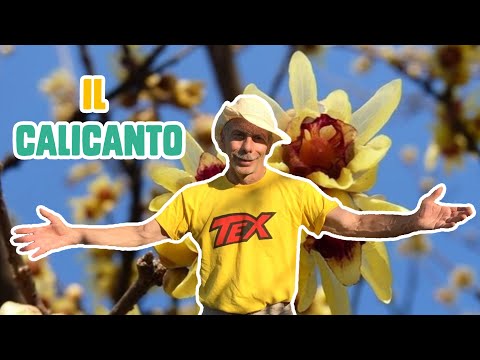 GIOVA LOVES NATURE 🌳 - Ep. 21 - The CALICANTHUS, the winter flower