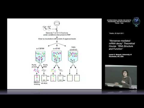 L. E. Maquat - Nonsense-mediated mRNA decay