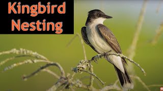 Surprising behavior of Eastern Kingbird -wildlife filmmaking