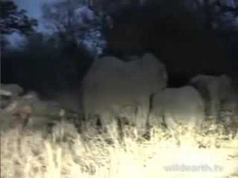 Breeding Herd of Elephant 08-03-08  5.48 pm CAT