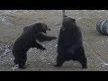 Mama Bear Fights Off Larger Male Bear To Protect Her Cub