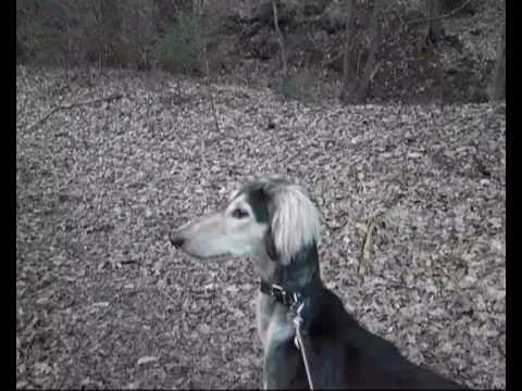 Saluki Daoud: Spring in the Sauerland