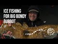 Video Thumbnail for Big Bondy Burbot