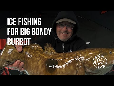 Big Bondy Burbot