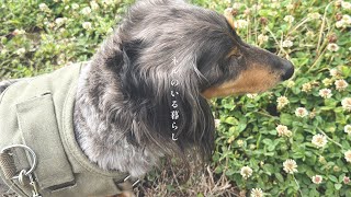 暑くなる前に、あさんぽ。【犬のいる暮らし】