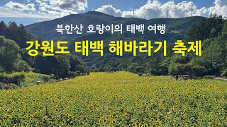 강원도 태백 해바라기 축제, 태백 여행지 추천