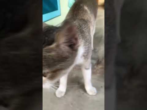 Mr Tom #cat  #catlover #catvideos  #cats #catshorts #catsofinstagram #catvideo #shorts #short #viral