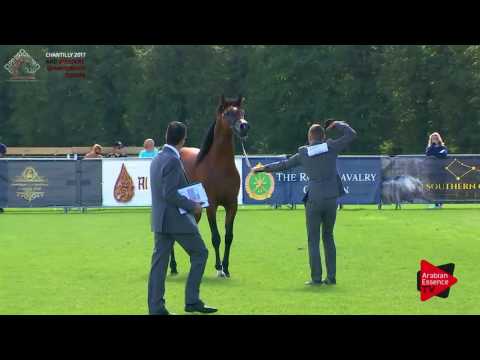 N.79 PAN AL SHARIF - Chantilly 2017 European BC - 4/6 Years Old Stallions (Class 8)