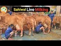 👍Live Milking Of Elite #Sahiwal Cows in #Jalandhar, Punjab.👍Owner Mandeep (9417823301)👍