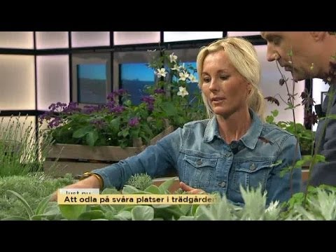 , title : 'Trädgårdsmästaren Victoria Skoglund tipsar - Nyhetsmorgon (TV4)'