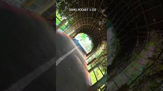 Crazy tree trail! #dji#osmopocket3 #trees #path