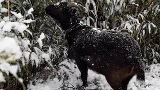 ヤギと大雪【ペット】【動物】【癒し】