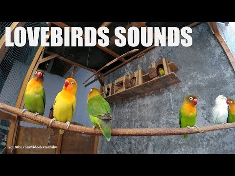Lovebird Sounds 1 Hour - October-28-2018